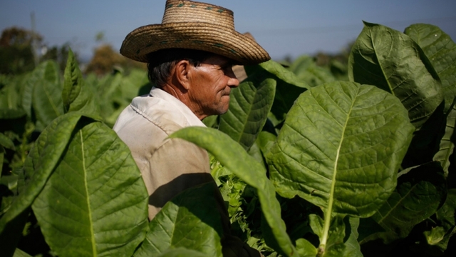 Negara Penghasil Tembakau Terbaik