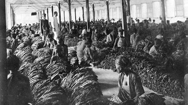 Riwayat Sejarah Tembakau di Masa Kolonial Hindia Belanda yang Mendunia