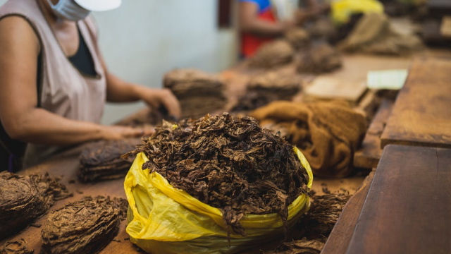 Simak Proses Fermentasi Tembakau Untuk Menghasilkan Produk Berkualitas